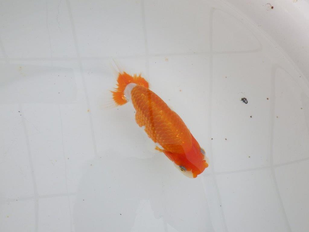 【 全国大会西大関獲得ブリーダー】種にもお勧めの上系統　当歳らんちゅう　西大関系統　約14㎝  メス？