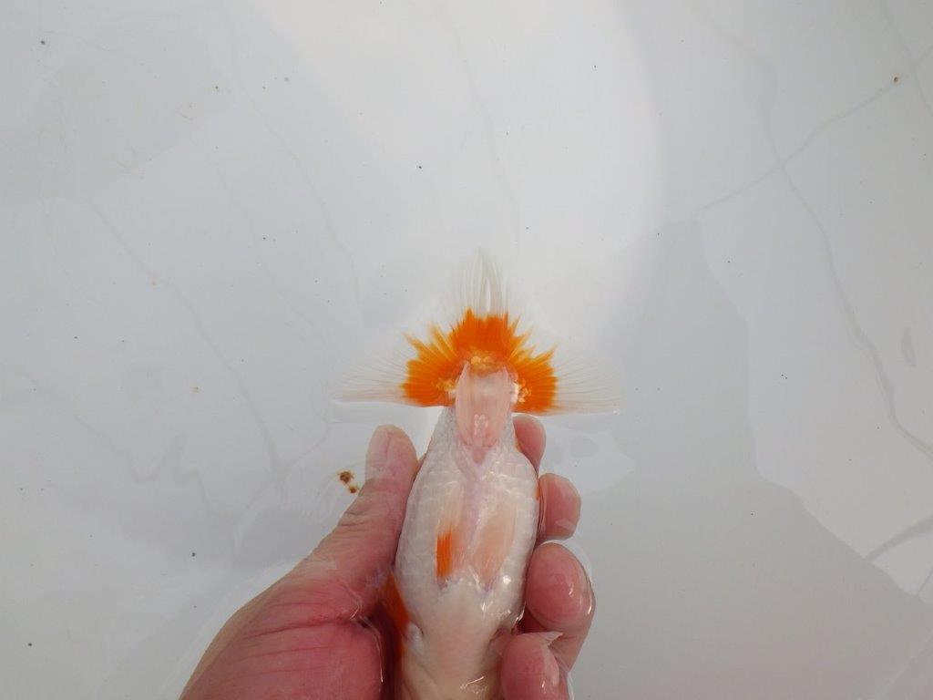 【 全国大会西大関獲得ブリーダー】種にもお勧めの上系統　当歳らんちゅう　西大関系統　約14㎝  メス？