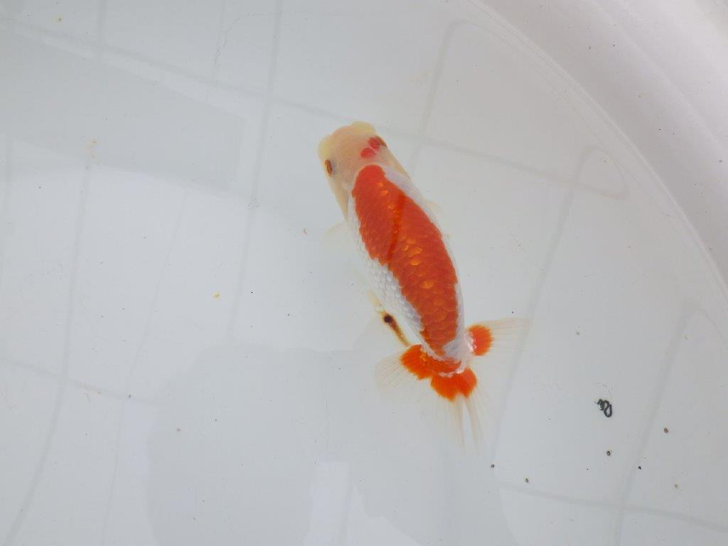 【 全国大会西大関獲得ブリーダー】インパクトのある綺麗な更紗 当歳らんちゅう 西大関系統 約13㎝ オス?