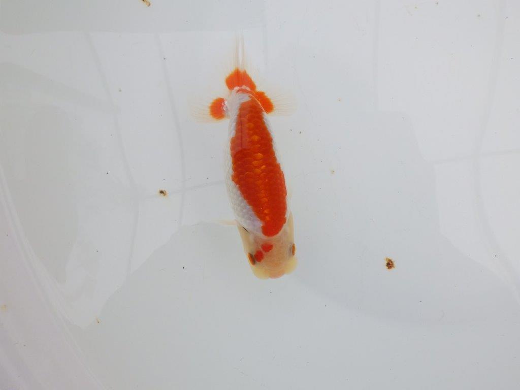 【 全国大会西大関獲得ブリーダー】インパクトのある綺麗な更紗 当歳らんちゅう 西大関系統 約13㎝ オス?