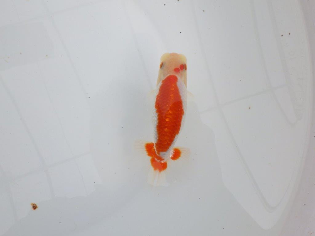 【 全国大会西大関獲得ブリーダー】インパクトのある綺麗な更紗 当歳らんちゅう 西大関系統 約13㎝ オス?