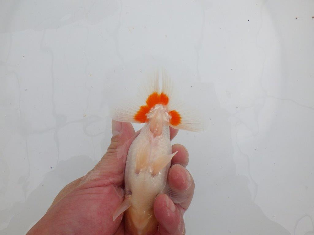 【 全国大会西大関獲得ブリーダー】インパクトのある綺麗な更紗 当歳らんちゅう 西大関系統 約13㎝ オス?