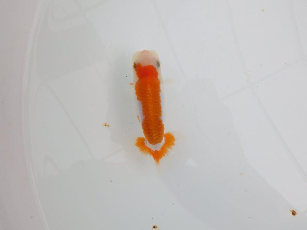 【 全国大会西大関獲得ブリーダー】目指せサイズアップ! 当歳らんちゅう 西大関系統 約12㎝ オス?