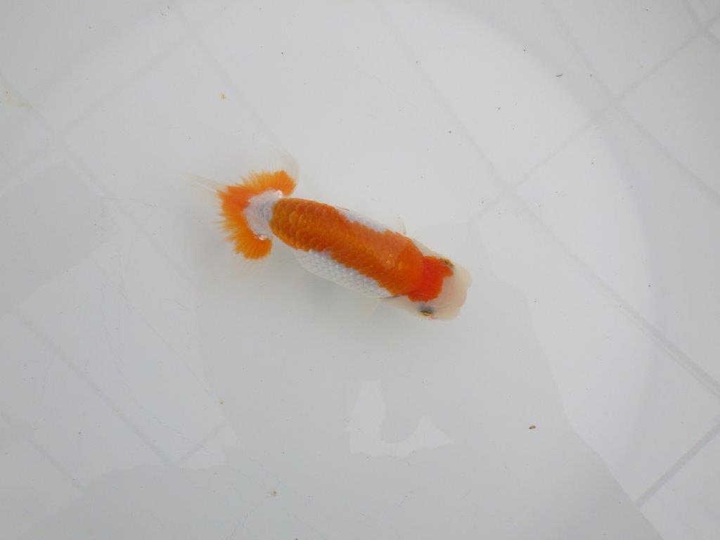 【 全国大会西大関獲得ブリーダー】目指せサイズアップ！　当歳らんちゅう　西大関系統　約12㎝  オス？の上身