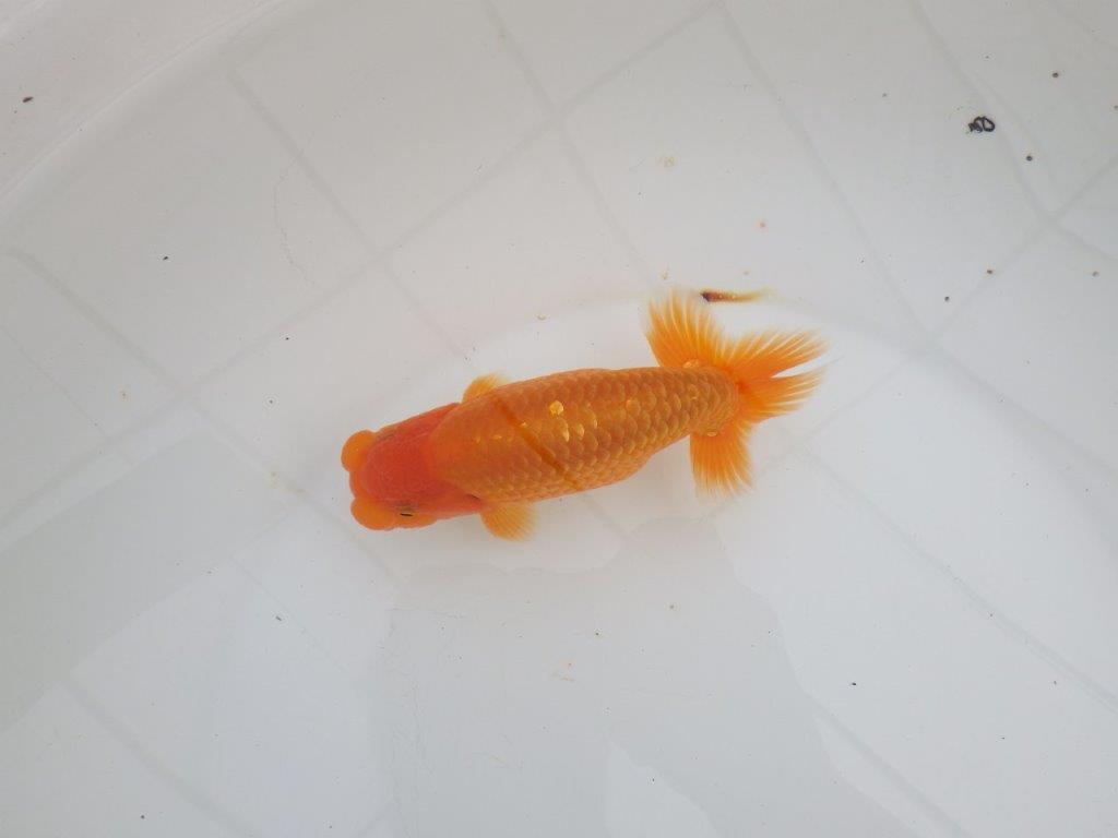 【 全国大会西大関獲得ブリーダー】飼い込みお勧め　当歳らんちゅう　西大関系統　約14,5㎝  オス？