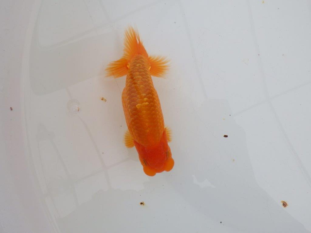 【 全国大会西大関獲得ブリーダー】飼い込みお勧め　当歳らんちゅう　西大関系統　約14,5㎝  オス？