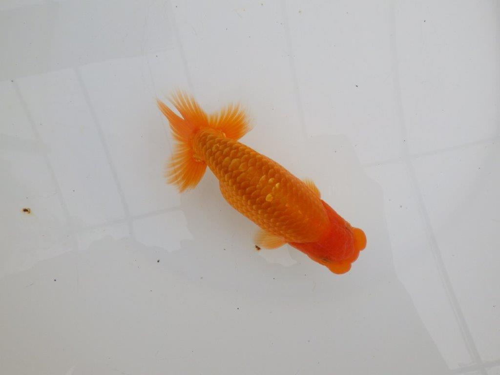 【 全国大会西大関獲得ブリーダー】飼い込みお勧め　当歳らんちゅう　西大関系統　約14,5㎝  オス？