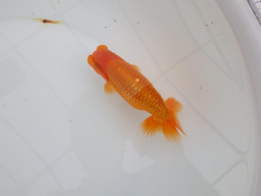 【 全国大会西大関獲得ブリーダー】飼い込みお勧め　当歳らんちゅう　西大関系統　約14,5㎝  オス？