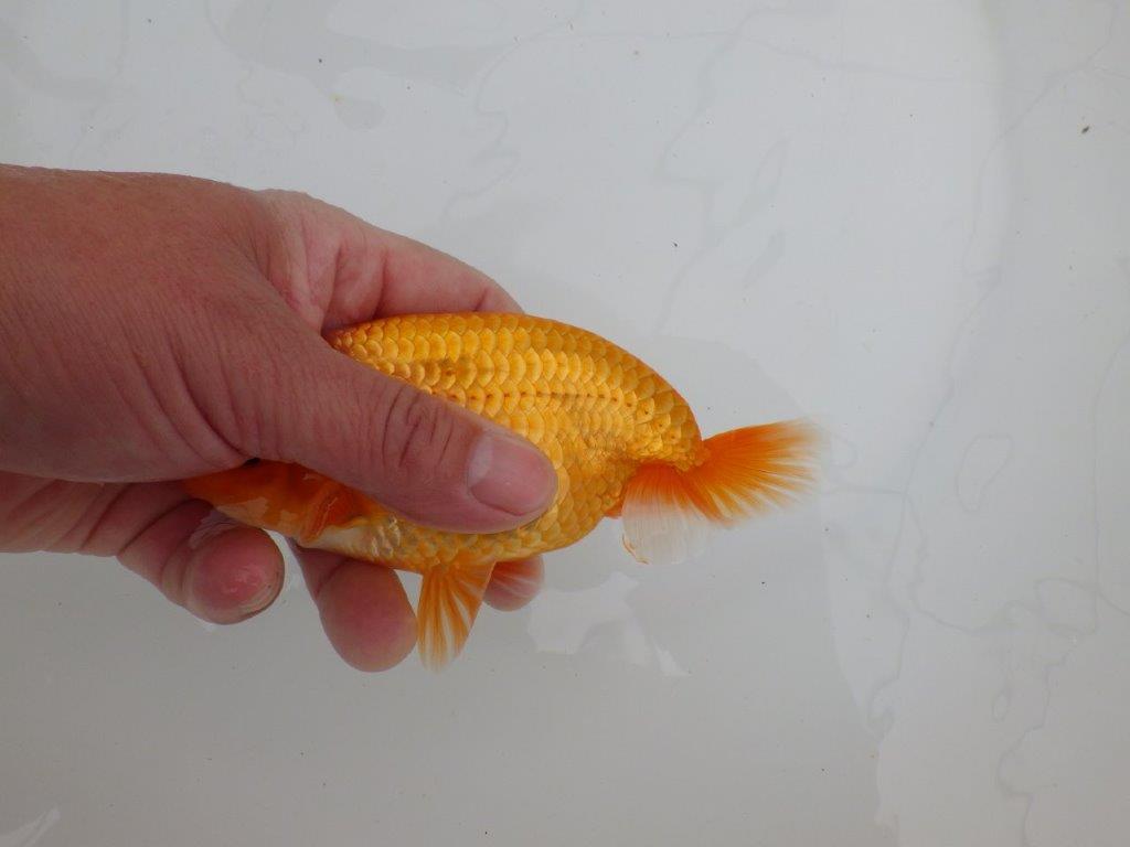 【 全国大会西大関獲得ブリーダー】飼い込みお勧め　当歳らんちゅう　西大関系統　約14,5㎝  オス？