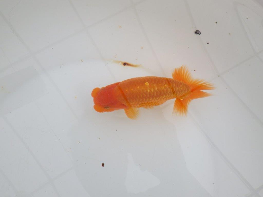 【 全国大会西大関獲得ブリーダー】飼い込みお勧め　当歳らんちゅう　西大関系統　約14,5㎝  オス？