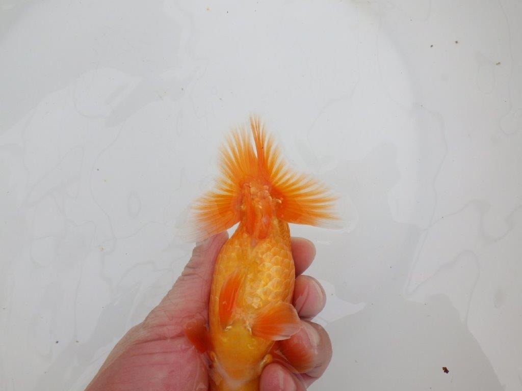 【 全国大会西大関獲得ブリーダー】飼い込みお勧め　当歳らんちゅう　西大関系統　約14,5㎝  オス？