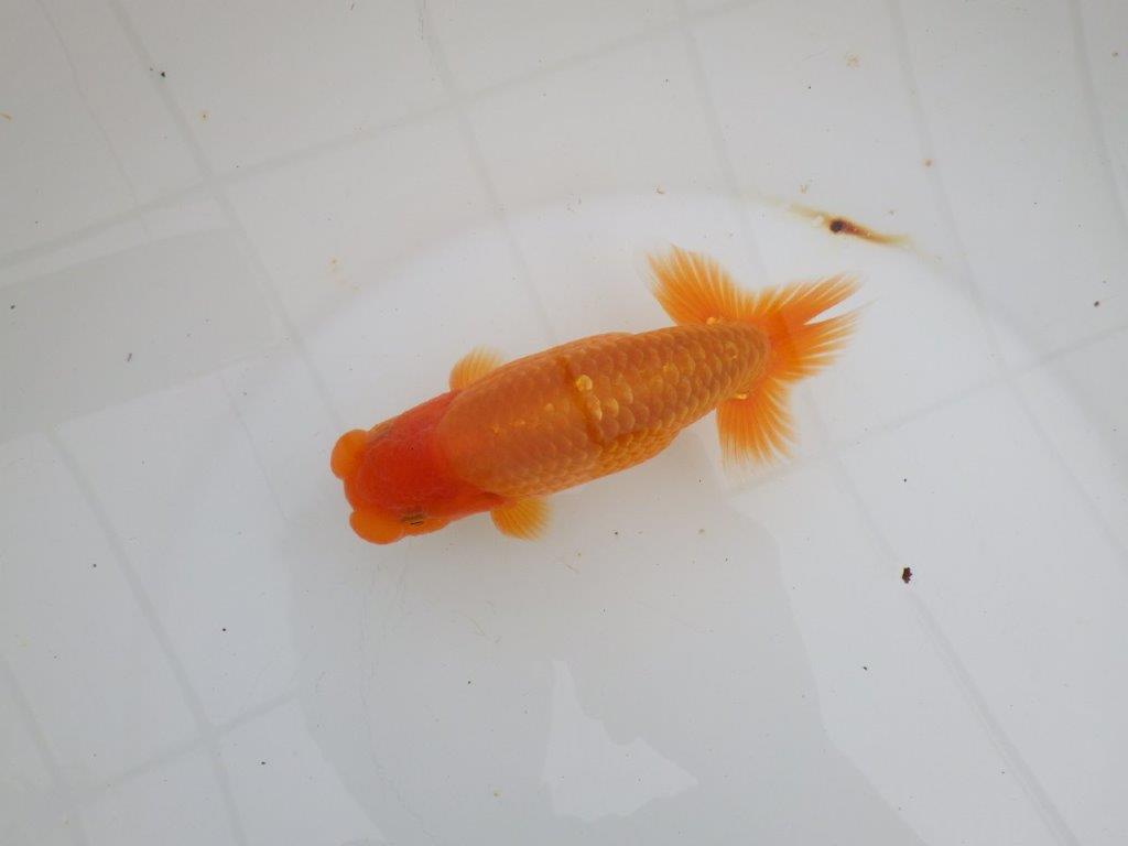 【 全国大会西大関獲得ブリーダー】飼い込みお勧め　当歳らんちゅう　西大関系統　約14,5㎝  オス？