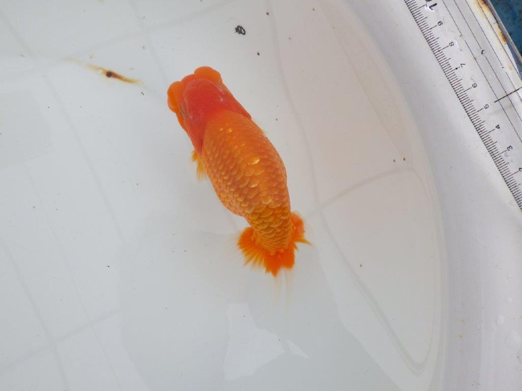 【 全国大会西大関獲得ブリーダー】二歳に向けて飼育！　当歳らんちゅう　西大関系統　約15㎝  オス？