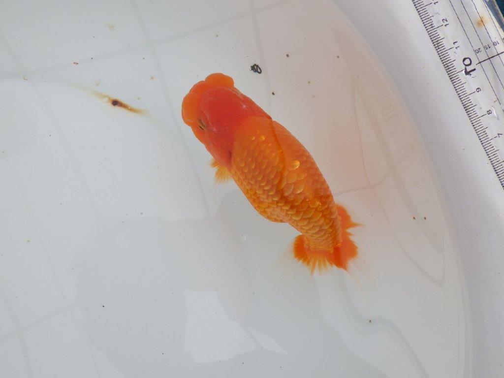 【 全国大会西大関獲得ブリーダー】二歳に向けて飼育！　当歳らんちゅう　西大関系統　約15㎝  オス？