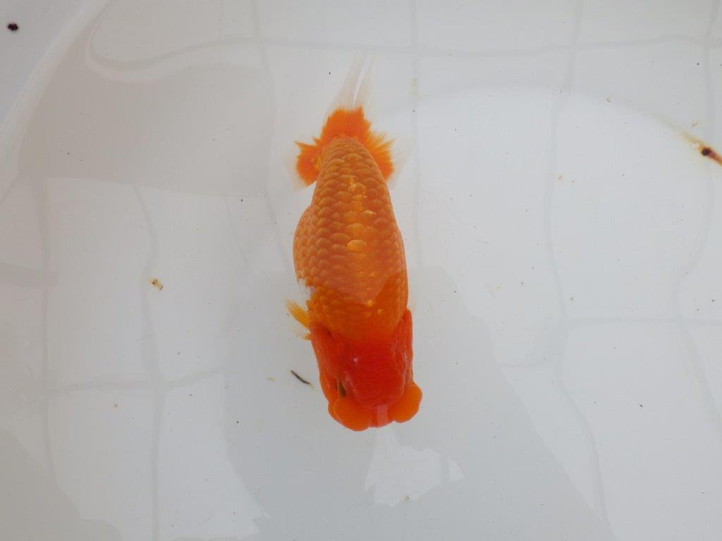 【 全国大会西大関獲得ブリーダー】二歳に向けて飼育！　当歳らんちゅう　西大関系統　約15㎝  オス？