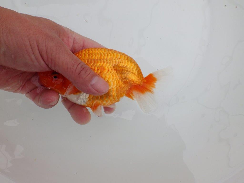 【 全国大会西大関獲得ブリーダー】二歳に向けて飼育！　当歳らんちゅう　西大関系統　約15㎝  オス？