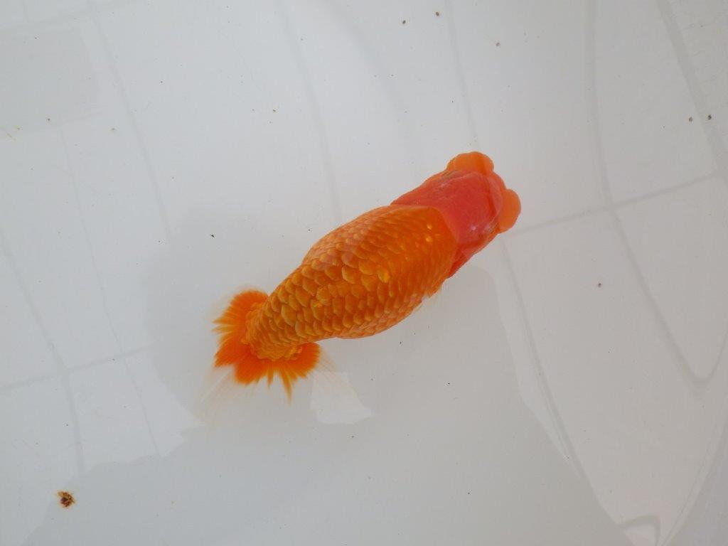 【 全国大会西大関獲得ブリーダー】二歳に向けて飼育！　当歳らんちゅう　西大関系統　約15㎝  オス？