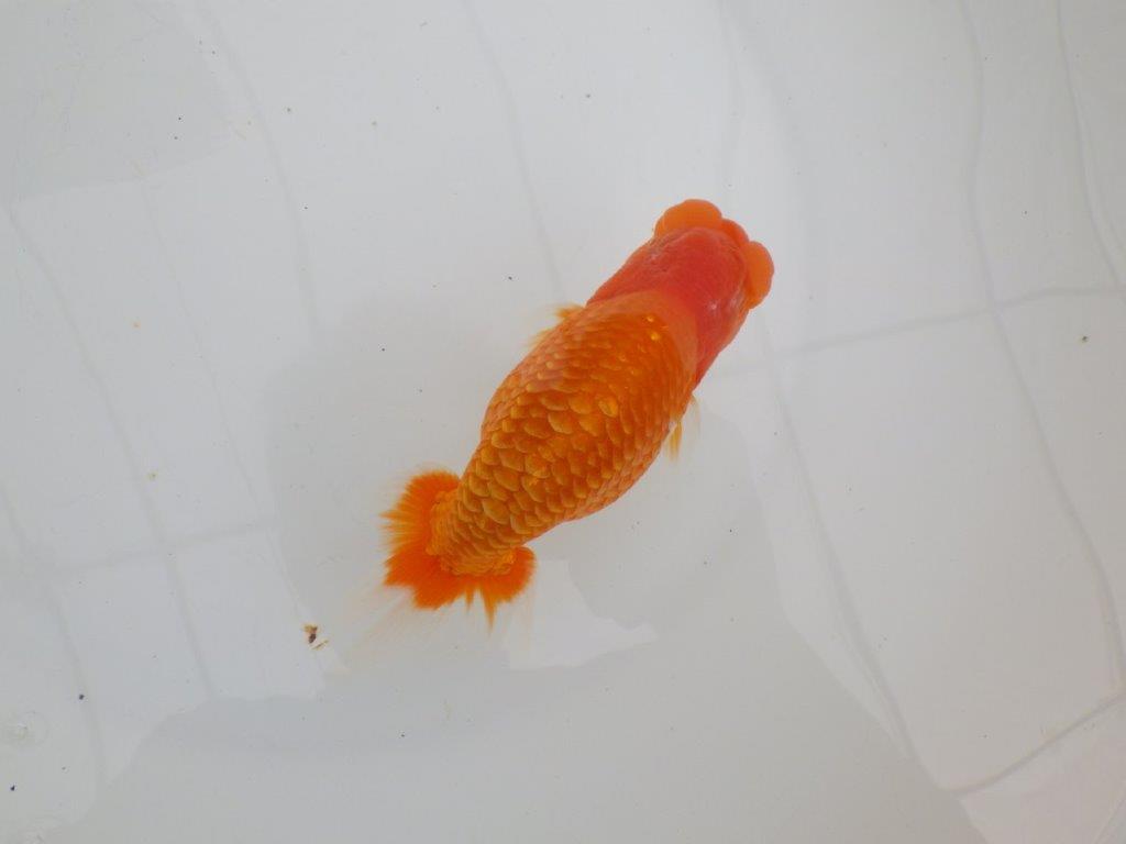 【 全国大会西大関獲得ブリーダー】二歳に向けて飼育！　当歳らんちゅう　西大関系統　約15㎝  オス？