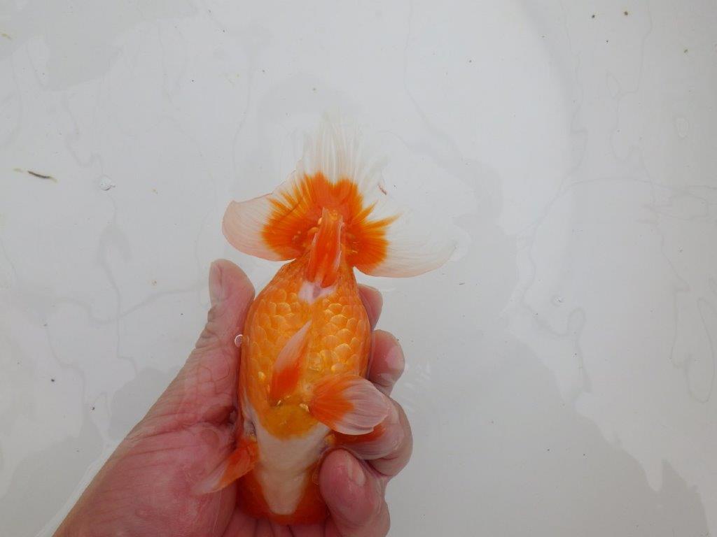 【 全国大会西大関獲得ブリーダー】二歳に向けて飼育！　当歳らんちゅう　西大関系統　約15㎝  オス？