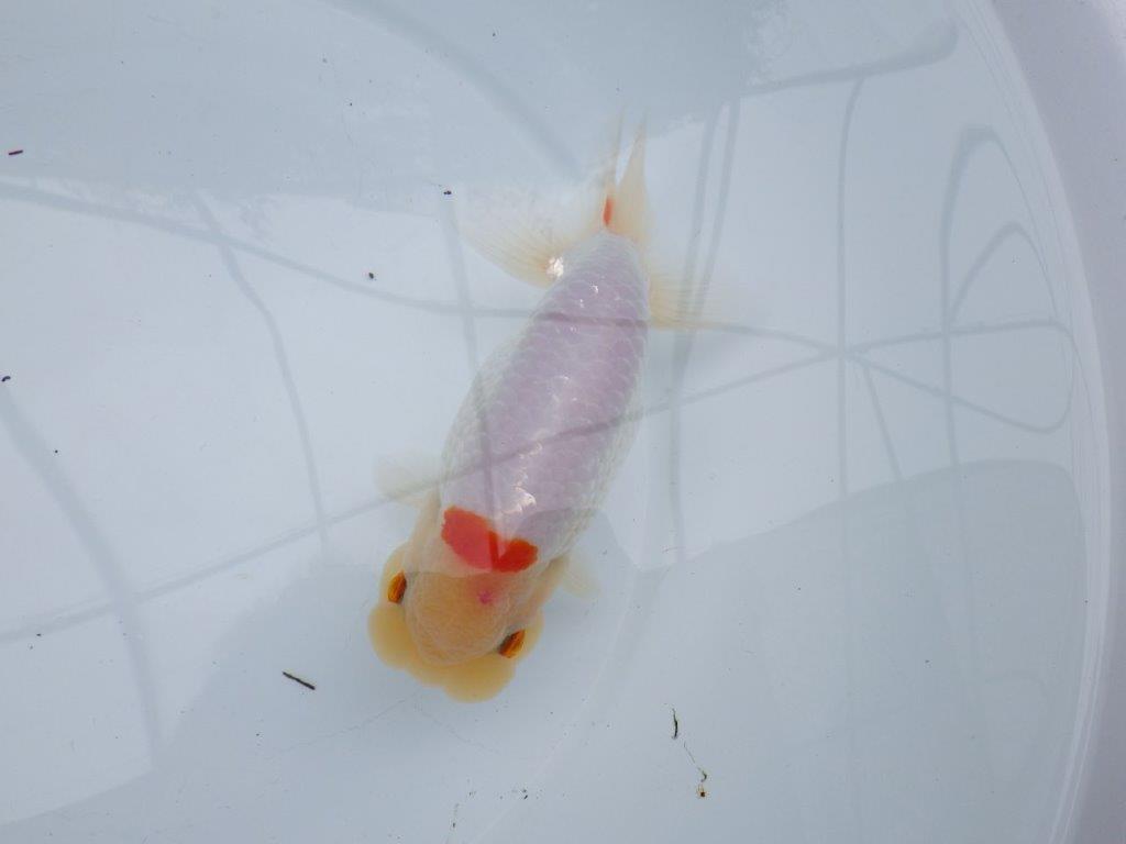 【 全国大会西大関獲得ブリーダー】二歳らんちゅうA　西大関系統　約16㎝  オス？