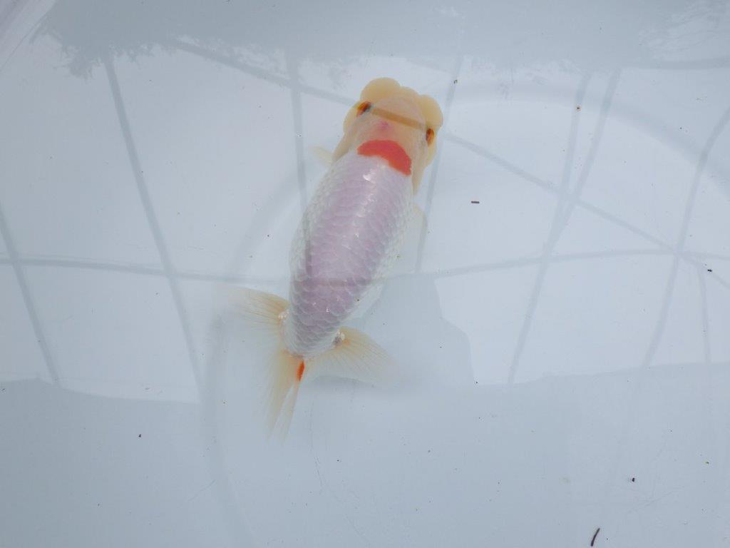 【 全国大会西大関獲得ブリーダー】二歳らんちゅうA　西大関系統　約16㎝  オス？