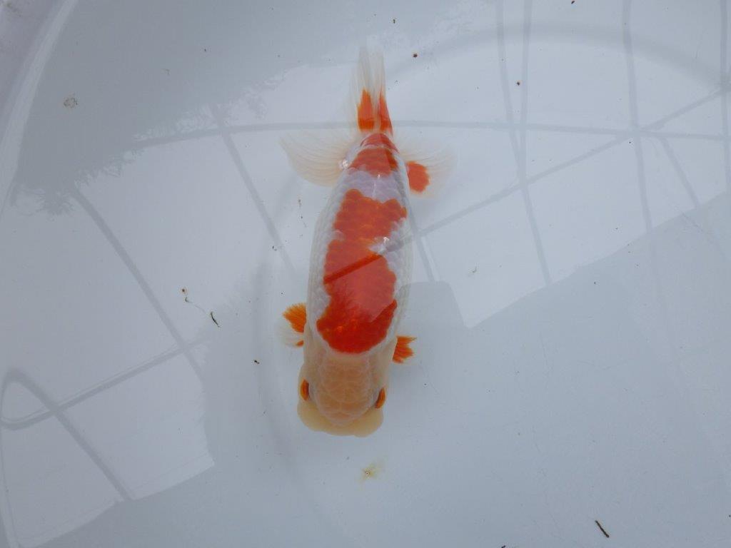 【 全国大会西大関獲得ブリーダー】二歳らんちゅうB　西大関系統　約16㎝  オス？