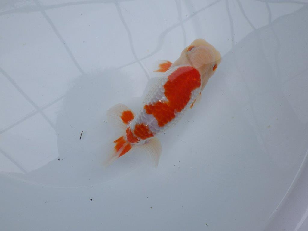 【 全国大会西大関獲得ブリーダー】二歳らんちゅうB　西大関系統　約16㎝  オス？