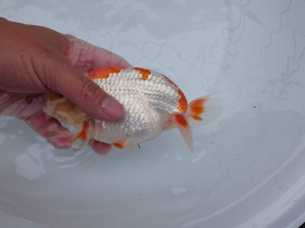 【 全国大会西大関獲得ブリーダー】二歳らんちゅうB　西大関系統　約16㎝  オス？