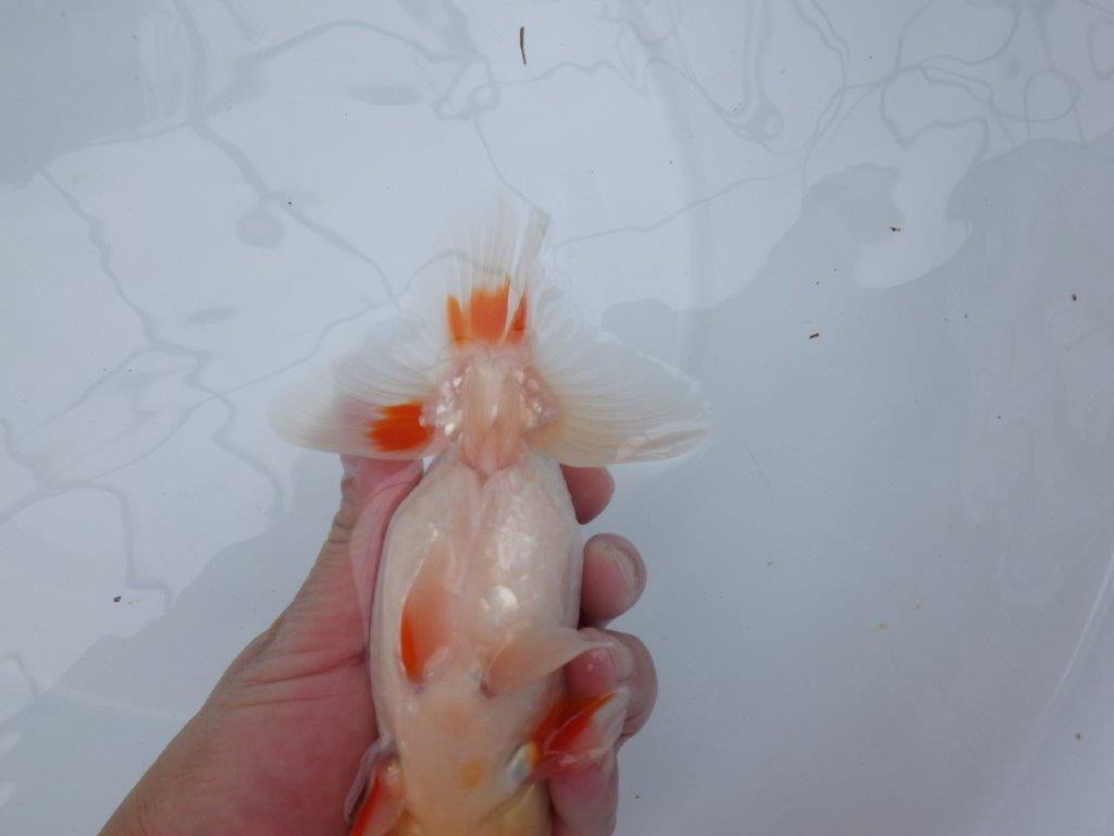 【 全国大会西大関獲得ブリーダー】二歳らんちゅうB　西大関系統　約16㎝  オス？