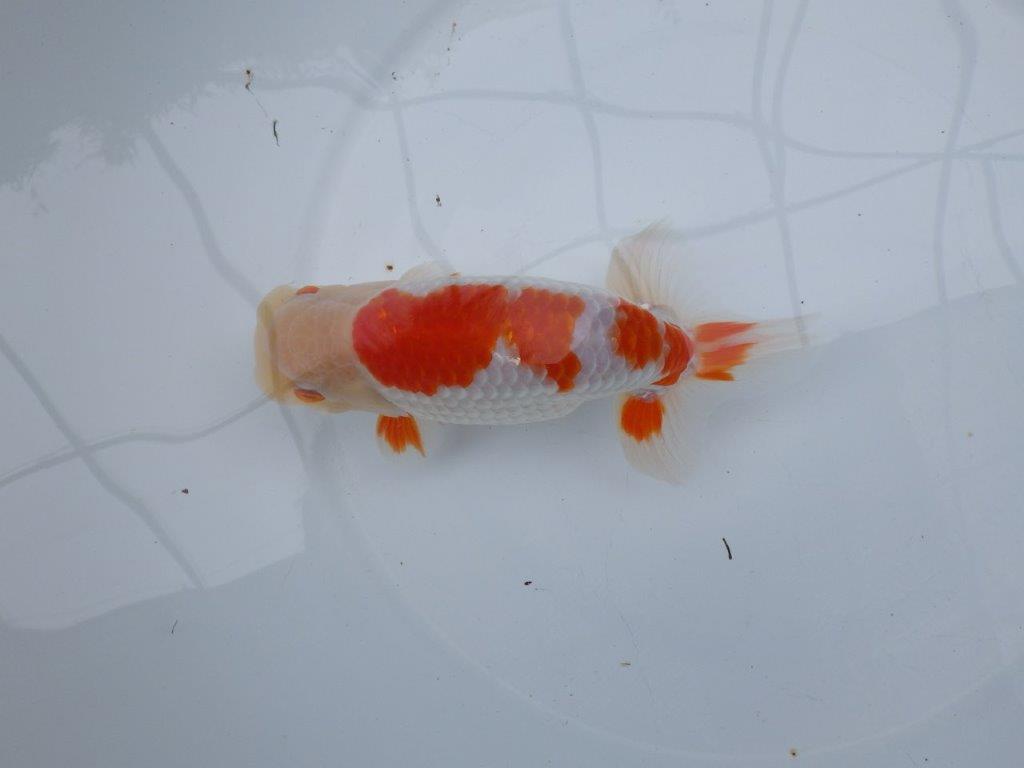 【 全国大会西大関獲得ブリーダー】二歳らんちゅうB　西大関系統　約16㎝  オス？