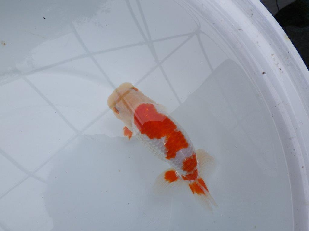 【 全国大会西大関獲得ブリーダー】二歳らんちゅうB　西大関系統　約16㎝  オス？