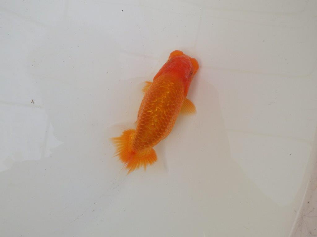 【 和歌山　濱田氏　系統魚】当歳らんちゅうB　約12㎝  四ッ尾　二本舵　オス？の上身