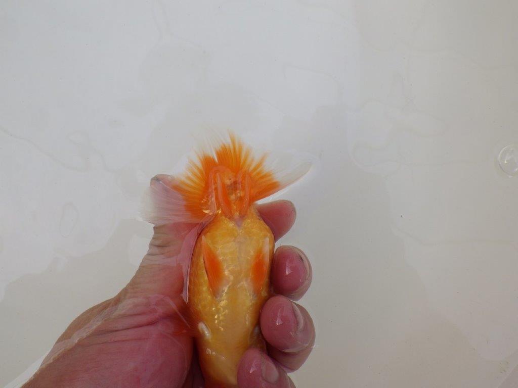 【 和歌山　濱田氏　系統魚】当歳らんちゅうB　約12㎝  四ッ尾　二本舵　オス？