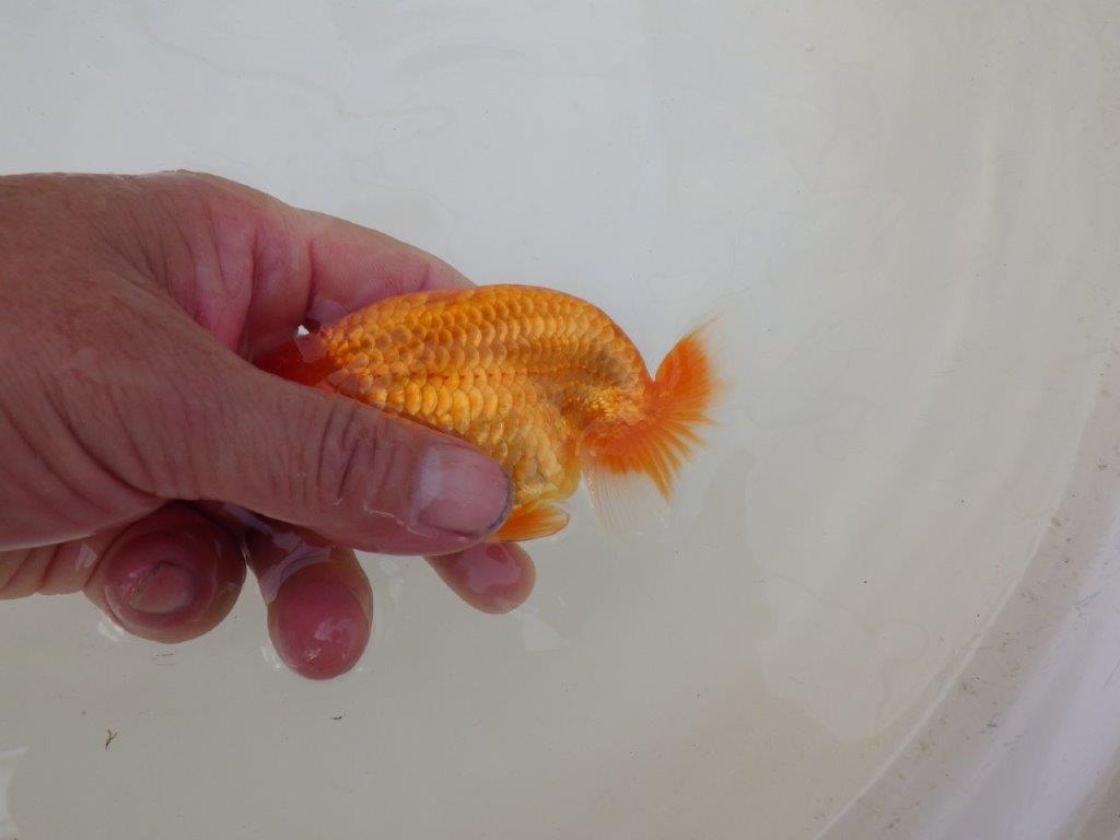 【 和歌山　濱田氏　系統魚】当歳らんちゅうB　約12㎝  四ッ尾　二本舵　オス？