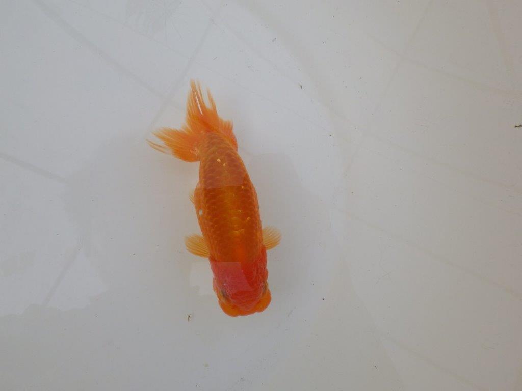 【 和歌山　濱田氏　系統魚】当歳らんちゅうC　約12,5㎝  四ッ尾　二本舵　オス？