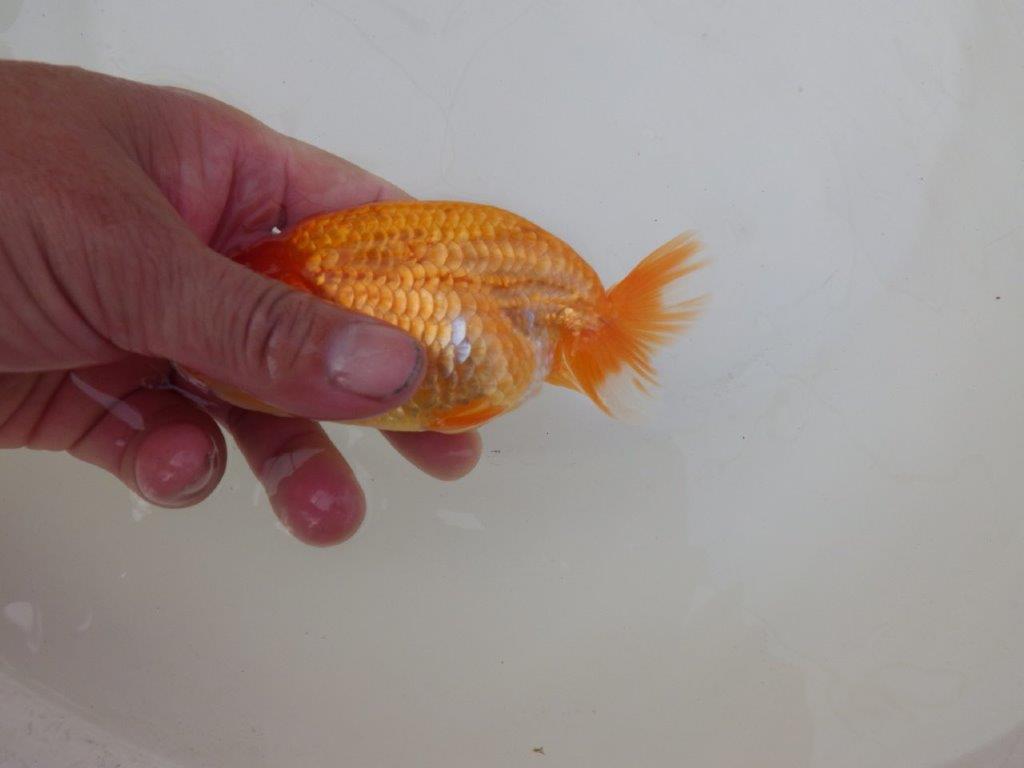 【 和歌山　濱田氏　系統魚】当歳らんちゅうC　約12,5㎝  四ッ尾　二本舵　オス？