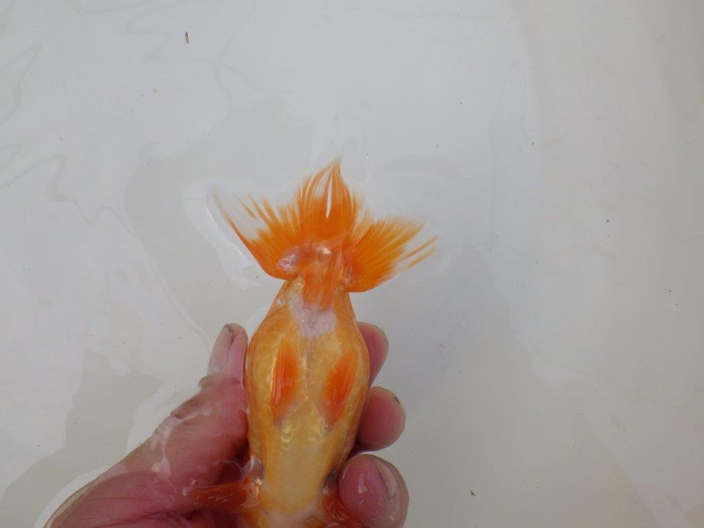 【 和歌山　濱田氏　系統魚】当歳らんちゅうC　約12,5㎝  四ッ尾　二本舵　オス？