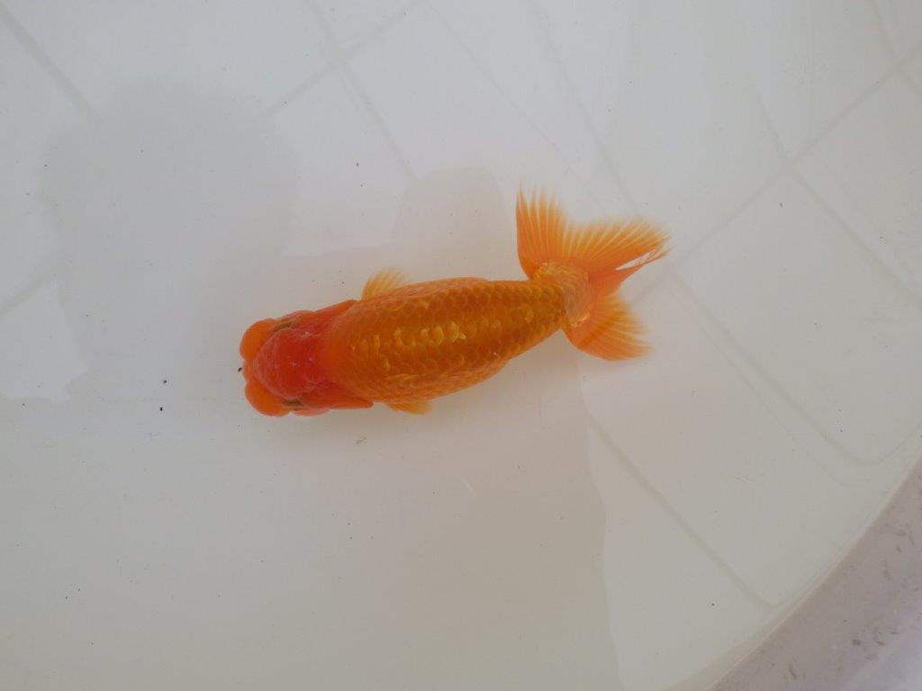 【 和歌山　濱田氏　系統魚】当歳らんちゅうD　約13㎝  四ッ尾　二本舵　オス？