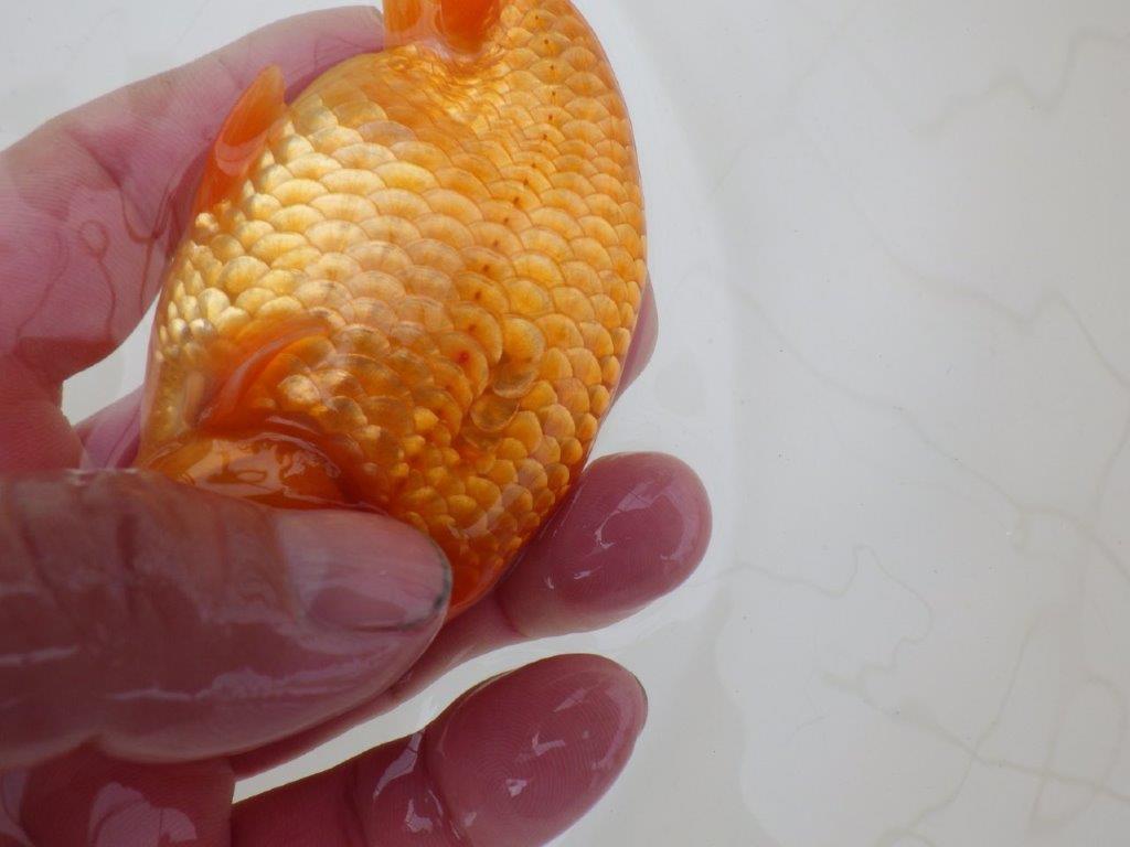 【 和歌山　濱田氏　系統魚】当歳らんちゅうD　約13㎝  四ッ尾　二本舵　オス？