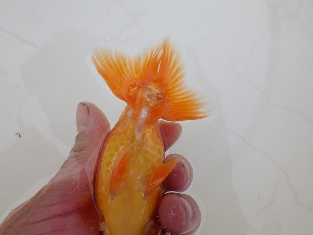 【 和歌山　濱田氏　系統魚】当歳らんちゅうD　約13㎝  四ッ尾　二本舵　オス？