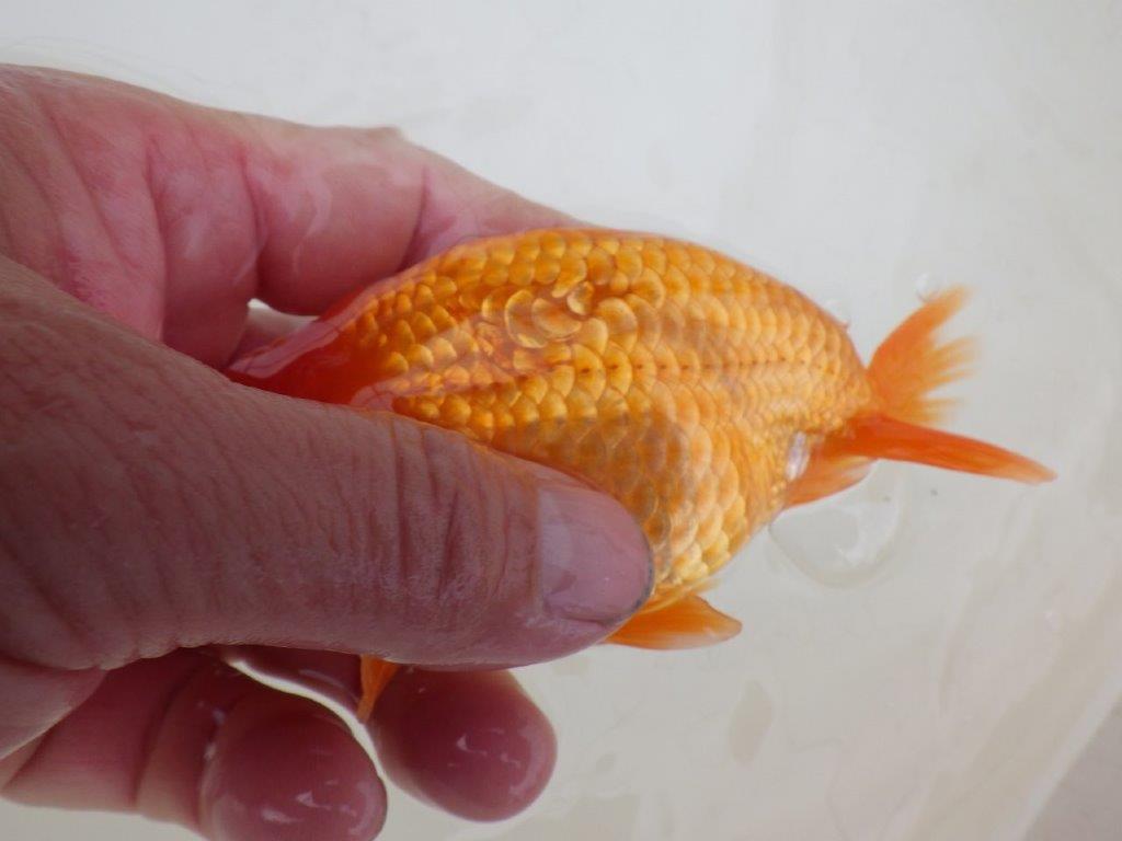 【 和歌山　濱田氏　系統魚】当歳らんちゅうD　約13㎝  四ッ尾　二本舵　オス？