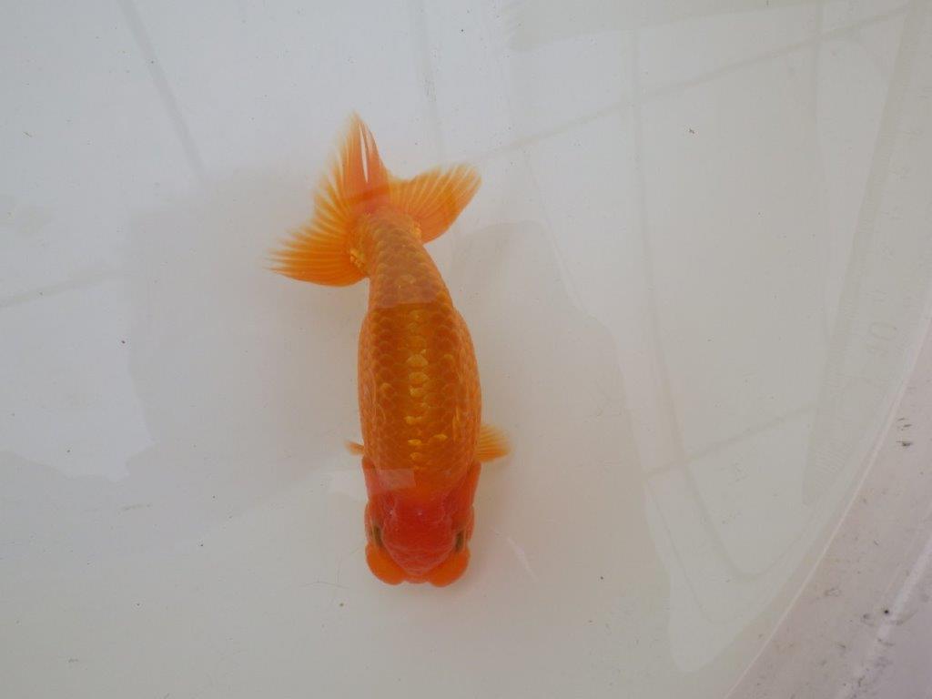 【 和歌山　濱田氏　系統魚】当歳らんちゅうD　約13㎝  四ッ尾　二本舵　オス？