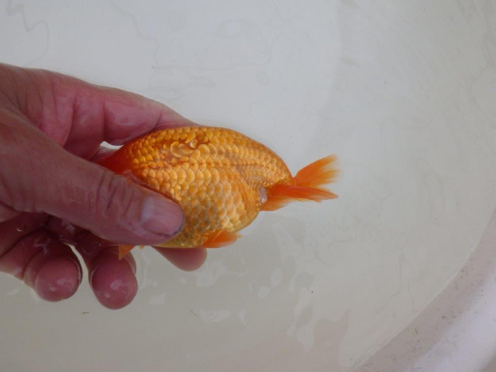 【 和歌山　濱田氏　系統魚】当歳らんちゅうD　約13㎝  四ッ尾　二本舵　オス？