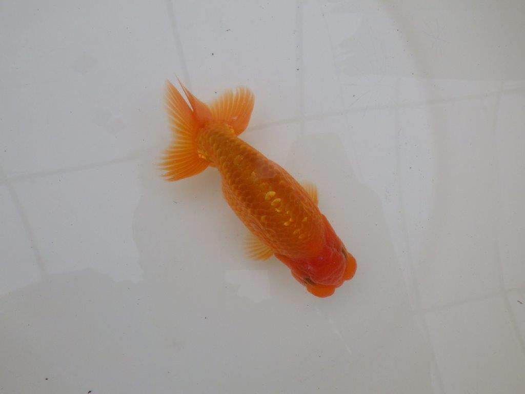 【 和歌山　濱田氏　系統魚】当歳らんちゅうD　約13㎝  四ッ尾　二本舵　オス？の上身