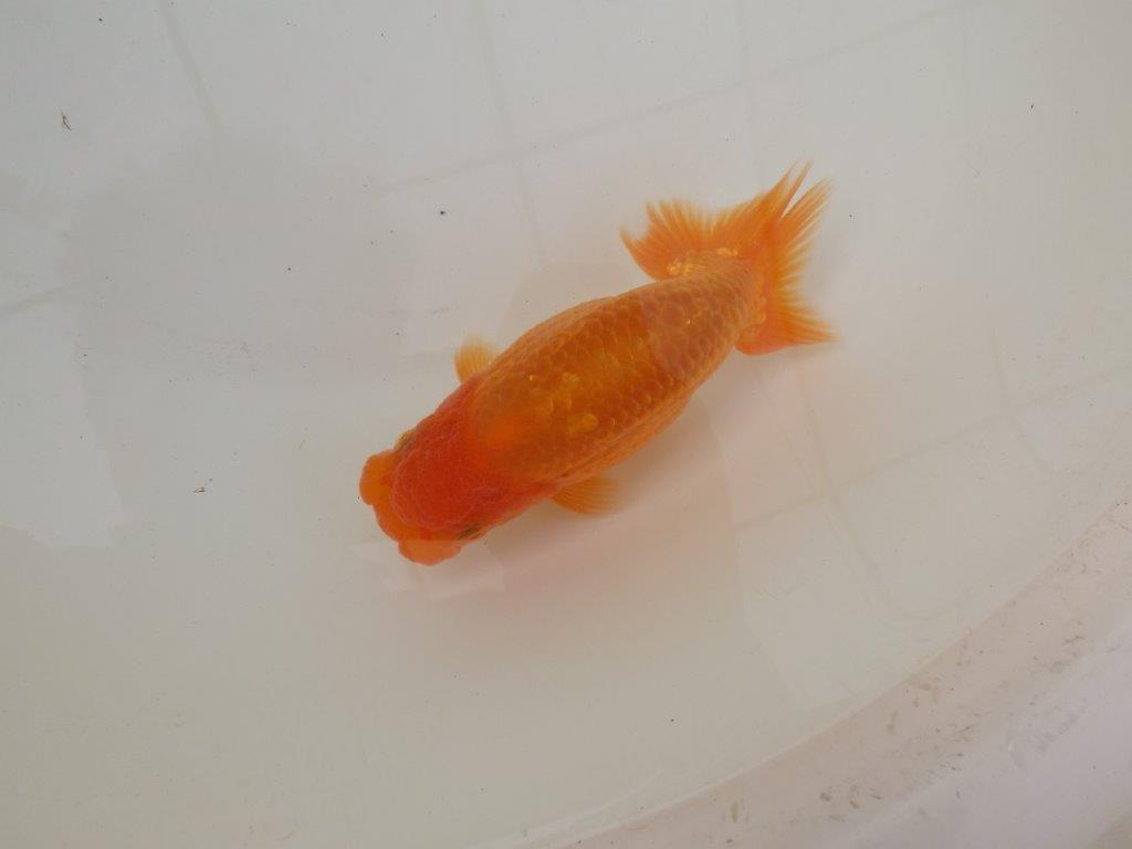 【 和歌山　濱田氏　系統魚】当歳らんちゅうE　約13㎝  四ッ尾　二本舵　オス？の上身