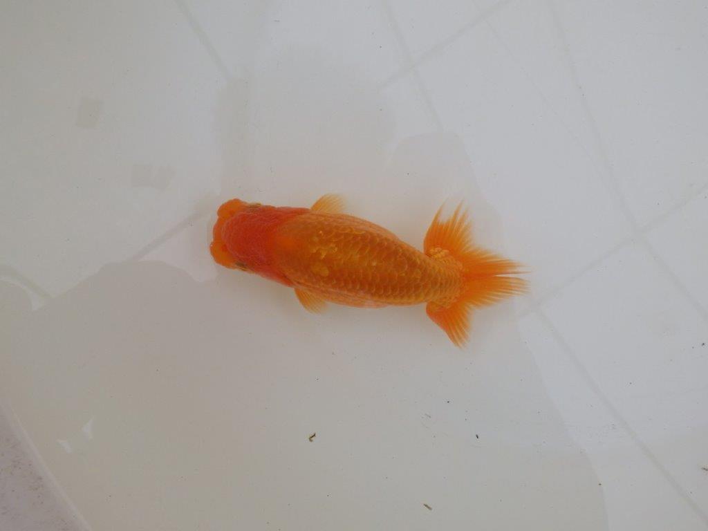 【 和歌山　濱田氏　系統魚】当歳らんちゅうE　約13㎝  四ッ尾　二本舵　オス？