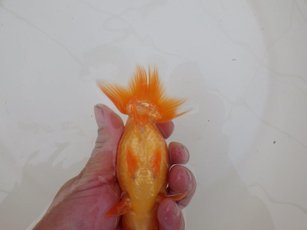 【 和歌山　濱田氏　系統魚】当歳らんちゅうE　約13㎝  四ッ尾　二本舵　オス？