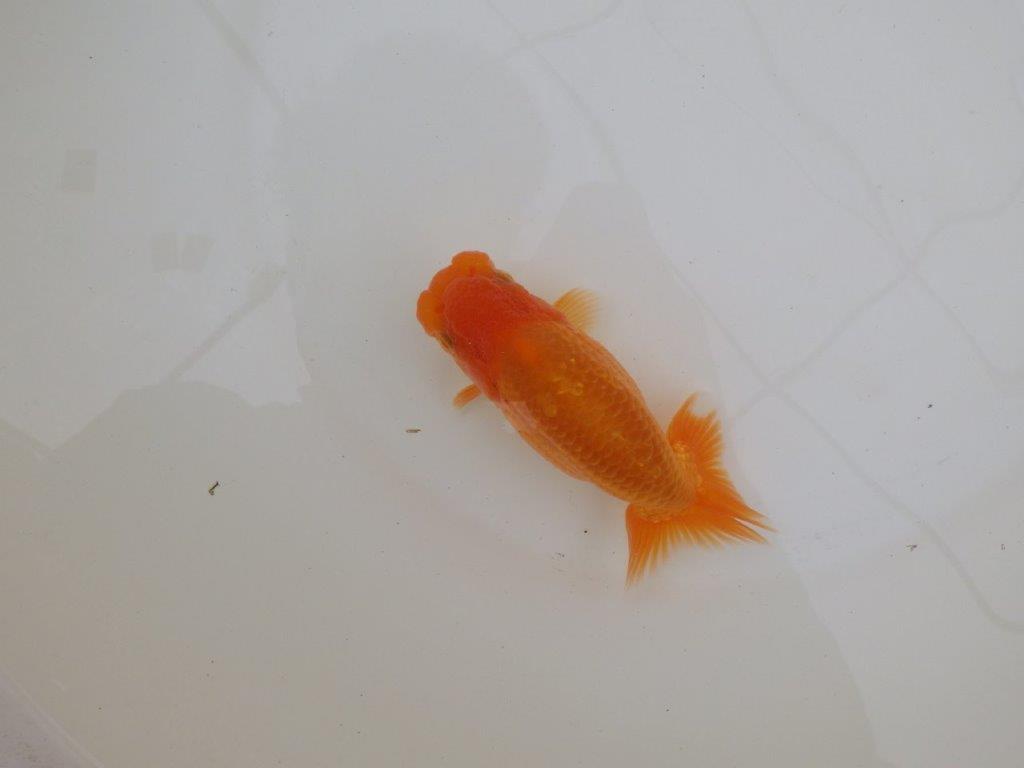 【 和歌山　濱田氏　系統魚】当歳らんちゅうE　約13㎝  四ッ尾　二本舵　オス？