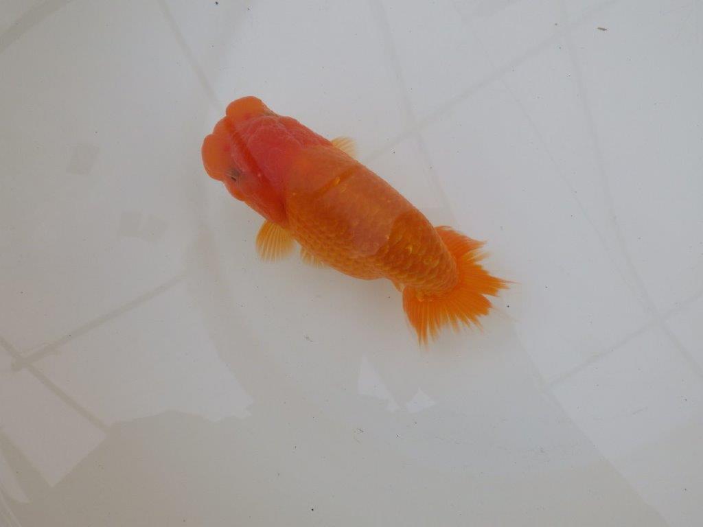 【 和歌山　濱田氏　系統魚】当歳らんちゅう　F　約1５㎝  四ッ尾　二本舵　メス？