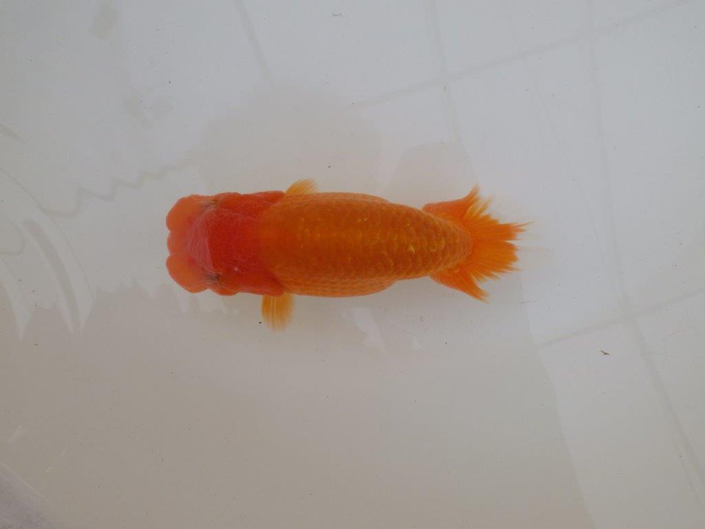 【 和歌山　濱田氏　系統魚】当歳らんちゅう　F　約1５㎝  四ッ尾　二本舵　メス？